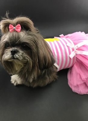 frocks for dogs